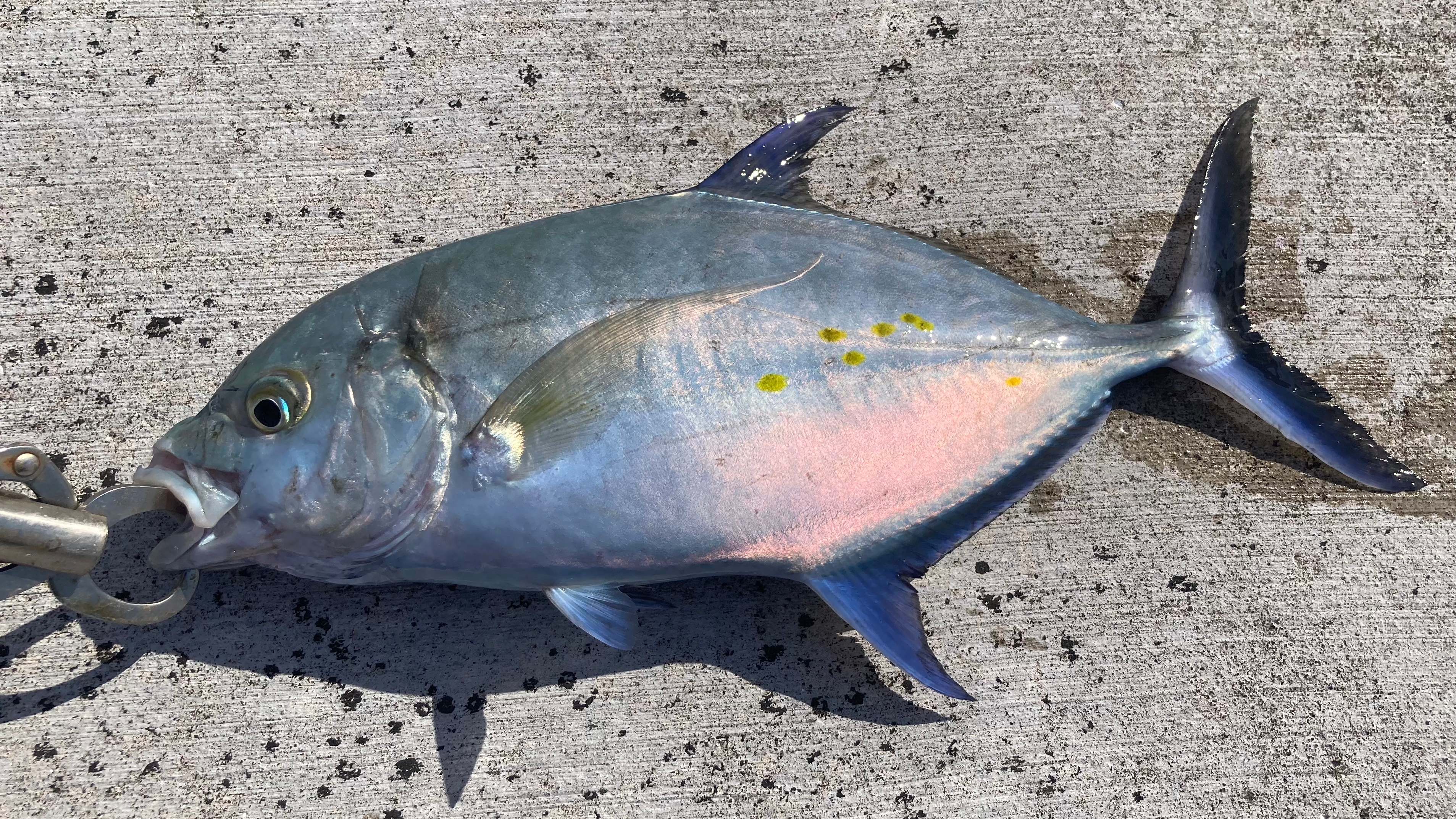 FISHING SENSORの画面